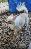 Maybe , a male Chihuahua for sale in Henderson, KY – 2 of 7