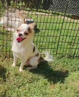 Tag, a male Chihuahua for sale in Henderson, KY – 4 of 4