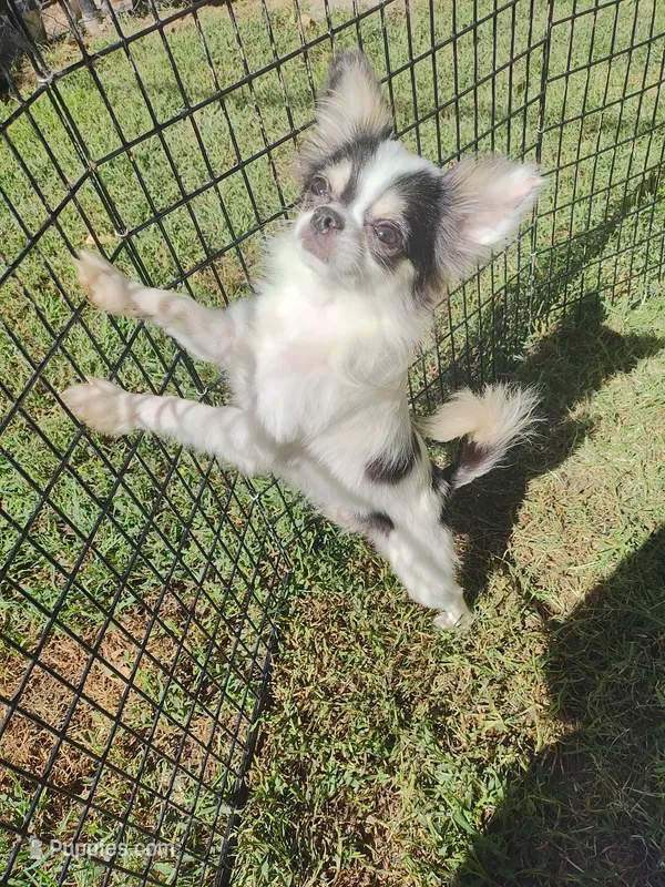 Spot  – Chihuahua puppy for sale in Henderson, KY