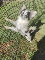 Spot , a male Chihuahua for sale in Henderson, KY – 1 of 4