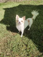 Tiny Gigi, a female Chihuahua for sale in Henderson, KY – 5 of 5