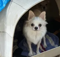 Maybe , a male Chihuahua for sale in Henderson, KY – 7 of 7