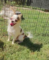 Tag, a male Chihuahua for sale in Henderson, KY – 2 of 4