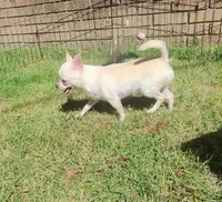 Nacho, a male Chihuahua for sale in Henderson, KY – 4 of 5