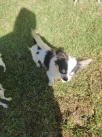Spot , a male Chihuahua for sale in Henderson, KY – 2 of 4
