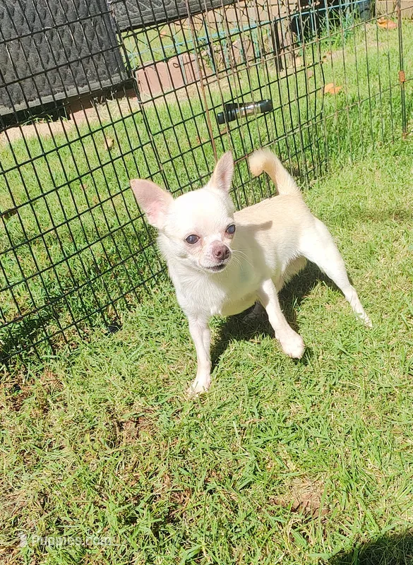Nacho – Chihuahua puppy for sale in Henderson, KY