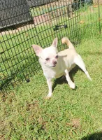 Nacho, a male Chihuahua for sale in Henderson, KY – 1 of 5