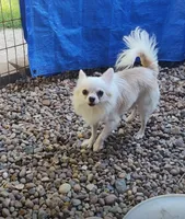 Maybe , a male Chihuahua for sale in Henderson, KY – 4 of 7