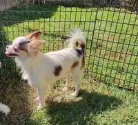 Tag, a male Chihuahua for sale in Henderson, KY – 3 of 4