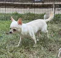 Nacho, a male Chihuahua for sale in Henderson, KY – 5 of 5