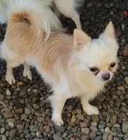 Taco, a male Chihuahua for sale in Henderson, KY – 3 of 4
