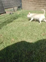 Nacho, a male Chihuahua for sale in Henderson, KY – 2 of 5