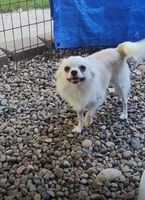 Maybe , a male Chihuahua for sale in Henderson, KY – 5 of 7
