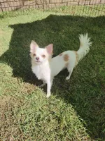 Tiny Gigi, a female Chihuahua for sale in Henderson, KY – 3 of 5