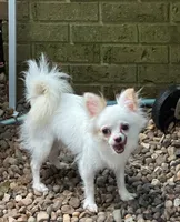 Happy, a male Chihuahua for sale in Henderson, KY – 3 of 3