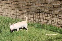 Nacho, a male Chihuahua for sale in Henderson, KY – 3 of 5