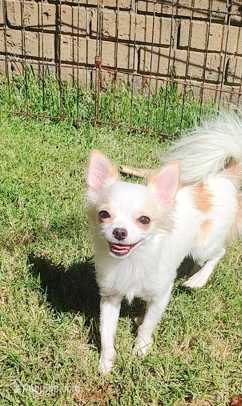 Tiny Gigi – Chihuahua puppy for sale in Henderson, KY