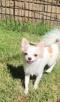 Tiny Gigi, a female Chihuahua for sale in Henderson, KY – 1 of 5