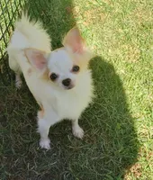 Tiny Gigi, a female Chihuahua for sale in Henderson, KY – 2 of 5