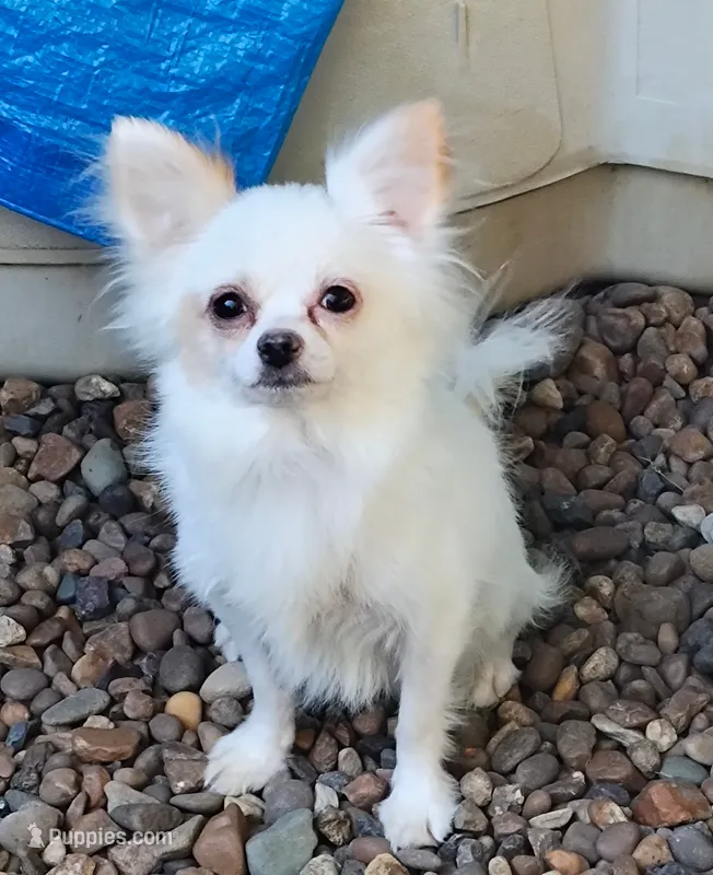 Happy – Chihuahua puppy for sale in Henderson, KY