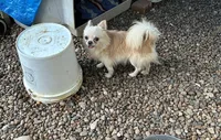 Taco, a male Chihuahua for sale in Henderson, KY – 4 of 4