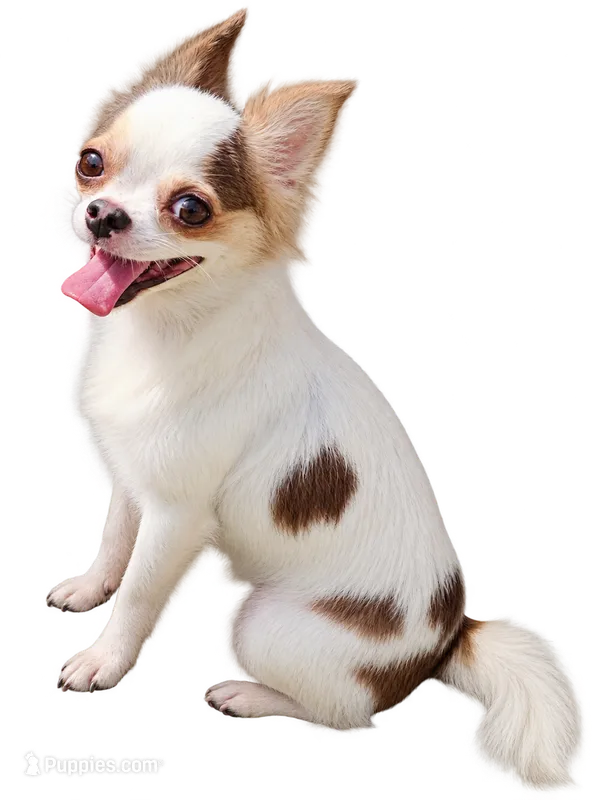 Tag – Chihuahua puppy for sale in Henderson, KY