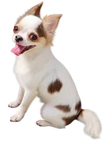 Tag, a male Chihuahua for sale in Henderson, KY – 1 of 4
