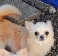 Taco, a male Chihuahua for sale in Henderson, KY – 2 of 4