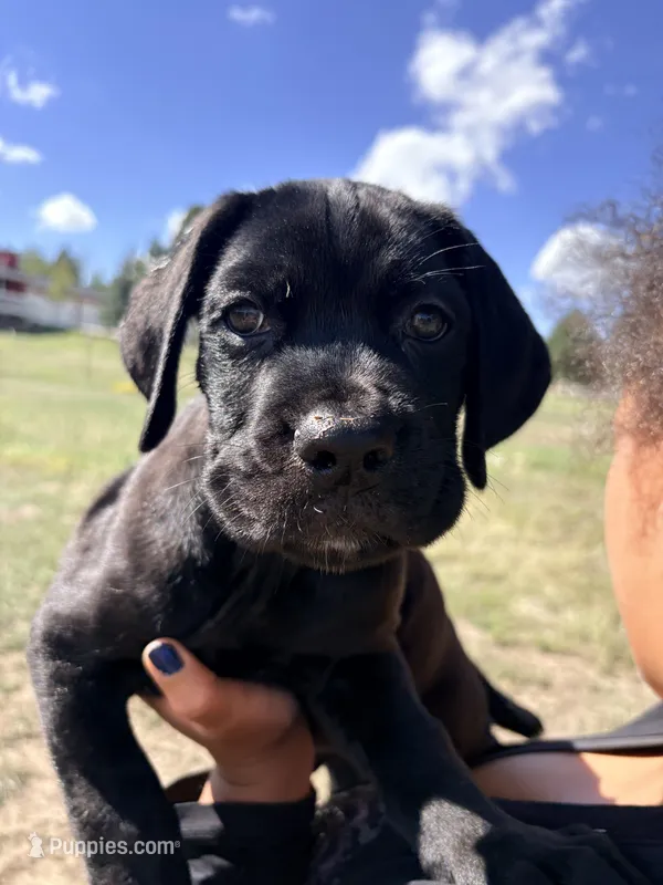 Big Boy  – Cane Corso puppy for sale in Parker, CO