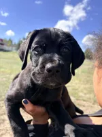 Big Boy , a male Cane Corso for sale in Parker, CO – 1 of 1