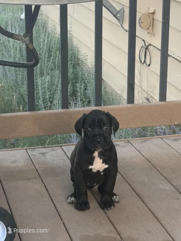 Tessa  – Cane Corso puppy for sale in Parker, CO