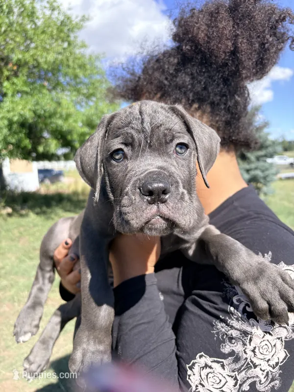 Boss – Cane Corso puppy for sale in Parker, CO