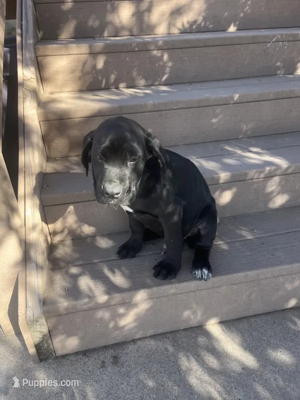 Feisty  – Cane Corso puppy for sale in Parker, CO
