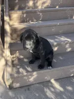 Feisty , a male Cane Corso for sale in Parker, CO – 1 of 1