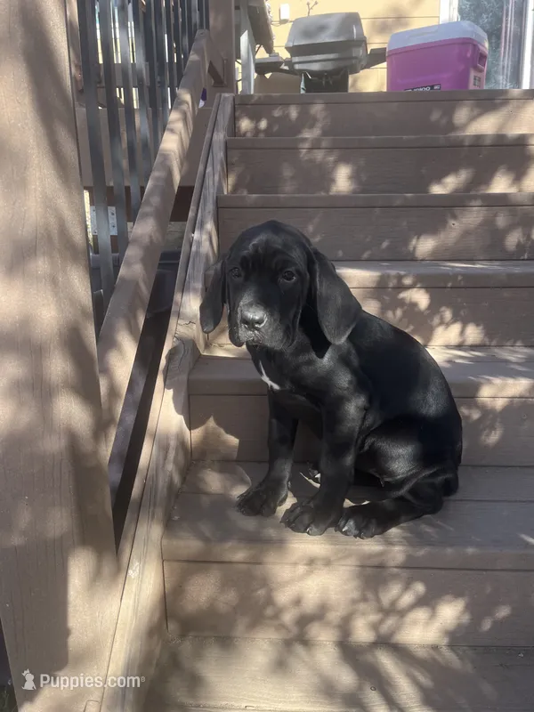Blaze  – Cane Corso puppy for sale in Parker, CO