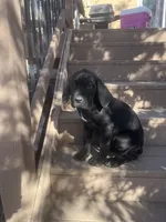 Blaze , a female Cane Corso for sale in Parker, CO – 1 of 1