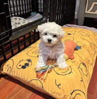 Toby, a male Bichon Frise for sale in Fort Lee, NJ – 1 of 1