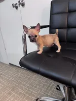 Ollie, a male Chug for sale in Cleveland, TX – 2 of 10