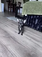 Millie, a female Chihuahua for sale in Cleveland, TX – 9 of 10