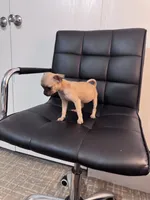 Honey, a female Chug for sale in Cleveland, TX – 5 of 10