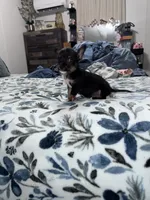 Oliver , a male Chorkie for sale in Cleveland, TX – 8 of 9