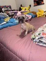 Sindy, a female Chug for sale in Cleveland, TX – 5 of 5