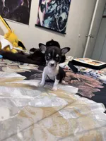 Bitty, a female Chihuahua for sale in Cleveland, TX – 3 of 8