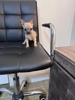 Potato, a female Chug for sale in Cleveland, TX – 5 of 10