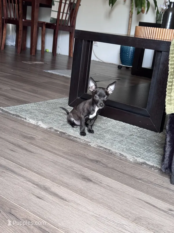 Millie – Chihuahua puppy for sale in Cleveland, TX