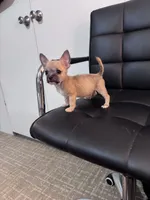 Ollie, a male Chug for sale in Cleveland, TX – 3 of 10