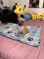 Milo, a male Chug for sale in Cleveland, TX – 1 of 10