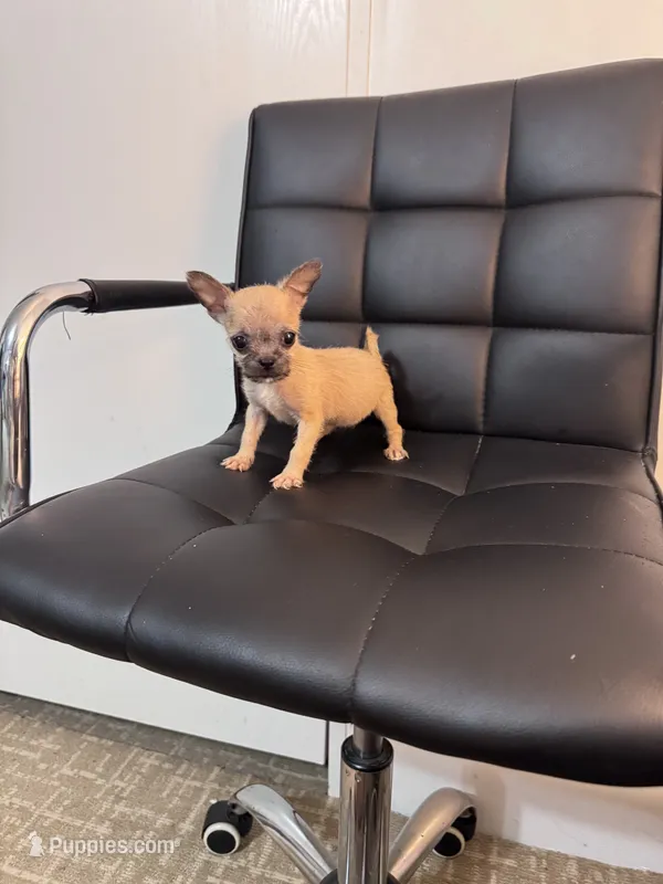 Potato – Chug puppy for sale in Cleveland, TX