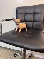 Potato, a female Chug for sale in Cleveland, TX – 1 of 10