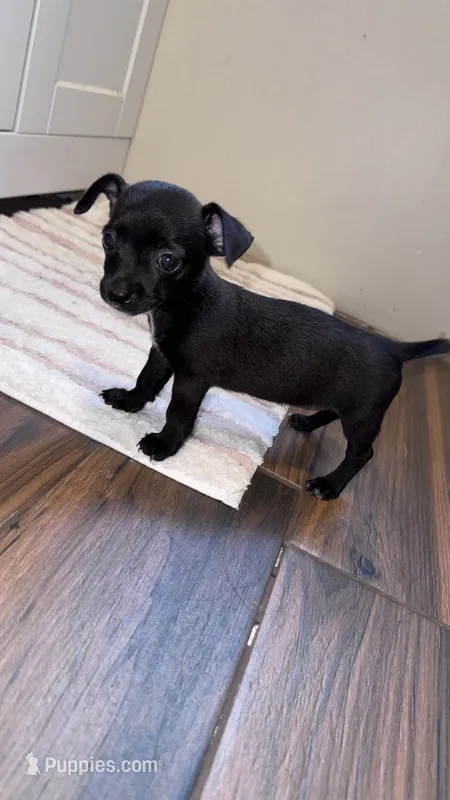 Millie – Chihuahua puppy for sale in Cleveland, TX
